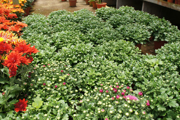Chrysanthemum flowers planted and grows in the small plastic containers. Bred in a nursery for sale.