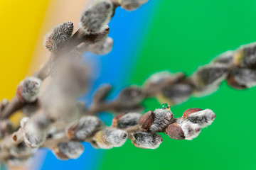 Pussy willow twigs isolated on a multicolored background, close-up. Shallow Depth of Field