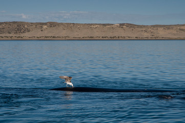 Seagull stinging right whale, Peninsula Valdes,, Patagonia, Argentina