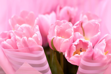 Obraz premium Blooming Tulip Flower. Bouquet of pink tulips