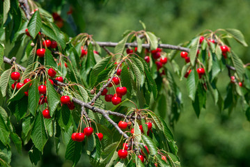 Cherry on the branch grows, ripened red cherry