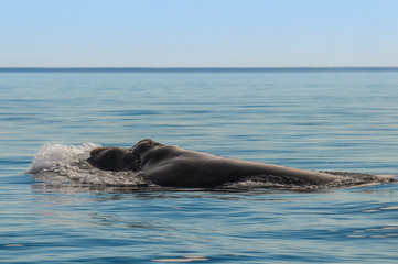 Whale breathing, Peninsula Valdes,, Patagonia, Argentina