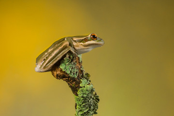 Frog, La Pampa, Argentina