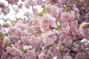 Pink Spring Cherry Blossoms