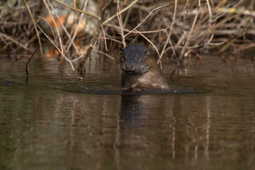 European Otters, Lutra lutra, swimming, gliding, hunting and fishing on a river within a town during spring in Scotland.
