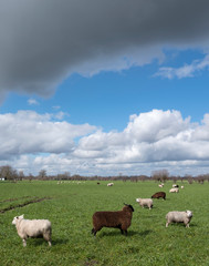 sheep in green meadow near utrecht in the dutch countryside under blue sky and white clouds