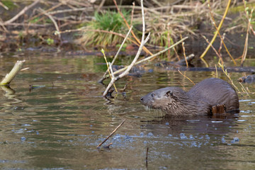European Otters, Lutra lutra, swimming, gliding, hunting and fishing on a river within a town during spring in Scotland.