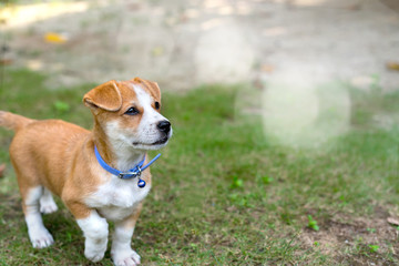 A brown and white puppy on the greengrass with space on the right side for your text and content in selective focus.