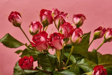 Obraz premium Bouquet of roses. Roses on pink background
