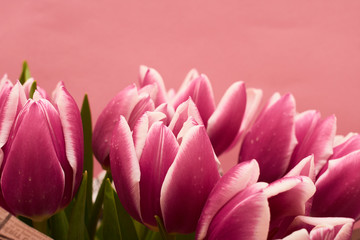 Fototapeta premium Blooming Tulip Flower. Bouquet of pink tulips