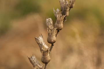 thistle in the field