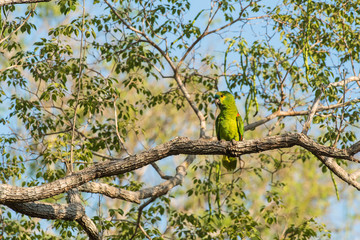 Turquoise fronted Amazon, Panpanal, Brazil