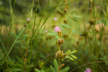 new flowers pink