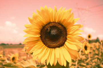 Obraz premium Vintage sunflowers texture and background for designers. Sunflowers field background in vintage style. Macro view of sunflower in bloom. Organic and natural flower background. Vintage sunflower.
