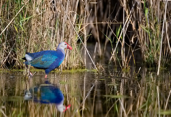 Purple Moorhen