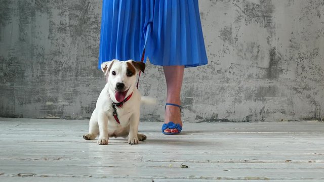 Puppy with the woman's legs
