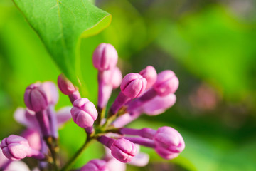 Spring bloom in the park. Pink flowers on trees close up. Branches and beautiful buds in the spring garden. 