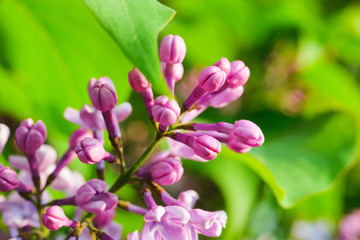 Spring bloom in the park. Pink flowers on trees close up. Branches and beautiful buds in the spring garden. 