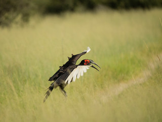 Southern ground hornbill taking flight