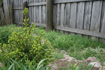 Молодая сосна