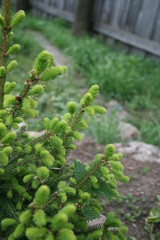 Молодая сосна