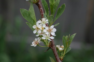 Цветущий куст