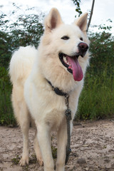 akita dog white husky