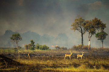 reedbuck surveying their territory following a bush fire