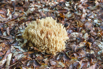 Edible coral  mushroom on the forest floor