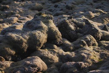 Lava field and lava rocks covered by the moss, panorama