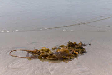 Bull kelp, Nereocystis luetkeana, on Mackenzie Beach, Tofino, BC, Canada