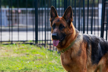 Dog breed German Shepherd