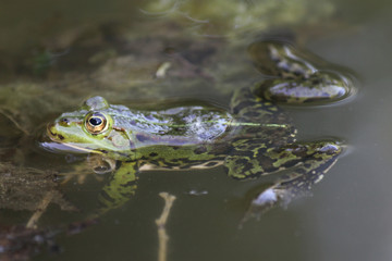 Frosch im Teich
