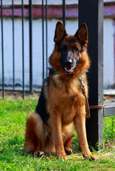 Dog breed German Shepherd