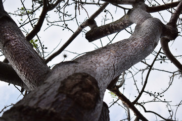 Árbol, tronco 