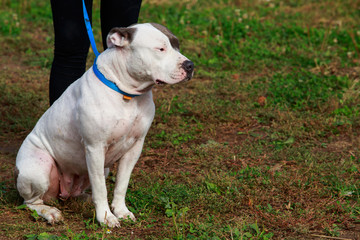 american staffordshire terrier
