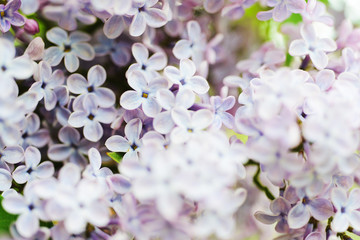 Spring bloom in the park. Pink flowers on trees close up. Branches and beautiful buds in the spring garden. 