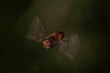 horsefly in flight