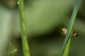 bug on the blade of grass