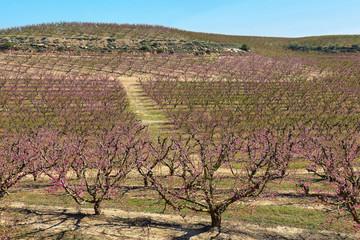 Fototapeta na wymiar Peach Trees in Early Spring Blooming in Aitona, Catalonia