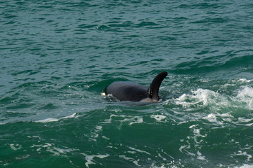 Obraz premium Orcas hunting sea lions, Patagonia , Argentina