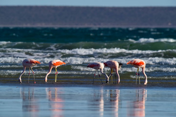 Flamingos flock, Patagonia, Argentina
