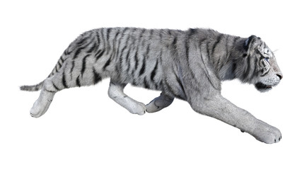 3D Rendering White Tiger on White