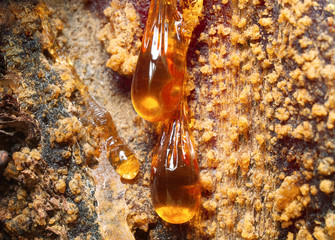 Amber drops. A live drops of resin flows down the bark of a pine tree trunk.