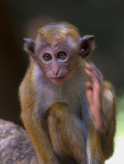 Sri Lankan Toque Macaque- Wilpattu National Park