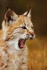 Naklejka na ściany i meble Norwegian Lynx