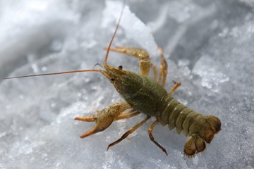 Raw lobster on ice on a black stone table top view