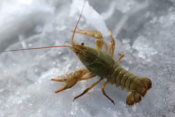 Raw lobster on ice on a black stone table top view