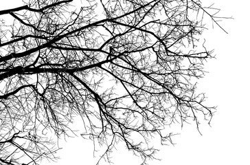 Bare tree branches silhouette on a white background.