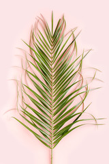 Tropical palm leaves on pink background. Flat lay, top view minimal concept.
